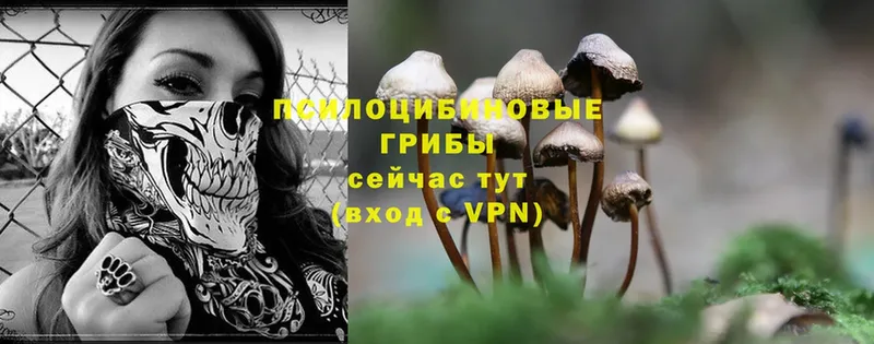 mega вход  купить закладку  Жирновск  Галлюциногенные грибы Magic Shrooms 